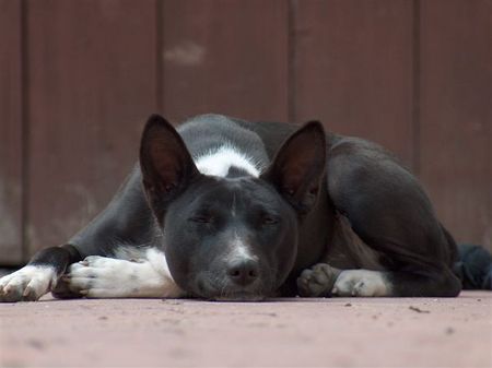 Basenji ....relax....