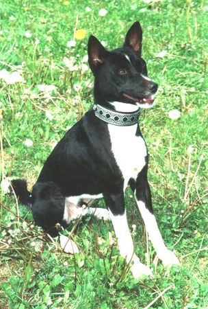 Basenji