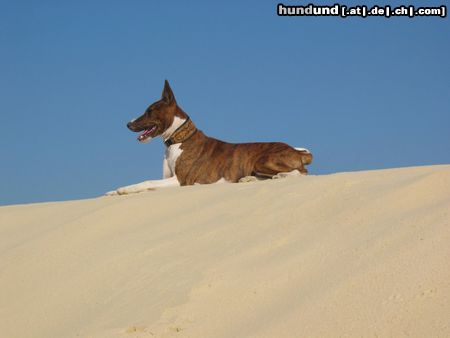 Basenji Serengeti Rock On To Kokojambo