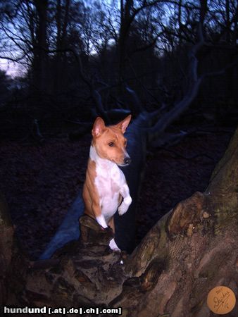 Basenji Ch. Zia