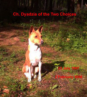 Basenji Ch. Dyadzia of the Two Choices