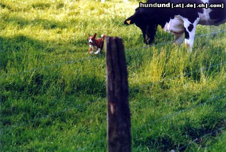 Basenji Adanna kann von der Leine gelassen werden,auch was seltenes bei Basenjis,dass ist auch ein Hund von unserem A-Wurf