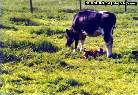 Basenji Adanna kann von der Leine gelassen werden,auch was seltenes bei Basenjis,dass ist auch ein Hund von unserem A-Wurf