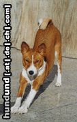 Basenji die Sonne genießen...