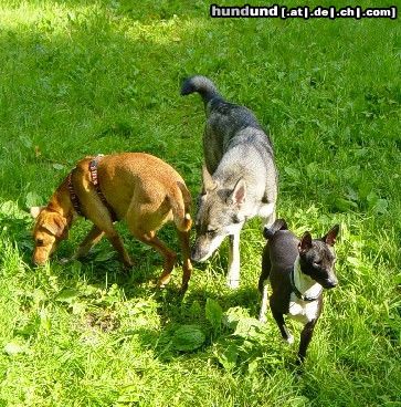 Basenji Aragorns Tochter Sha´Uri mit Freunden