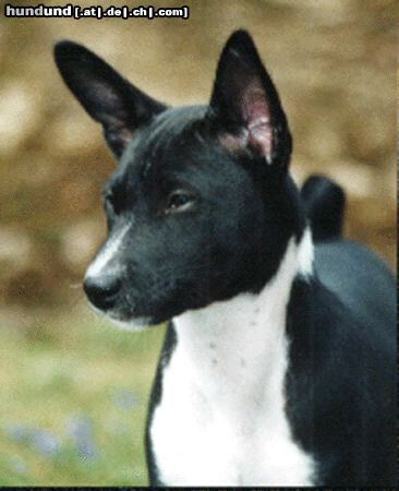 Basenji Aragorn Shadows of the Congo