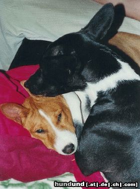 Basenji Die Liebe ist eine Himmelsmacht! :)