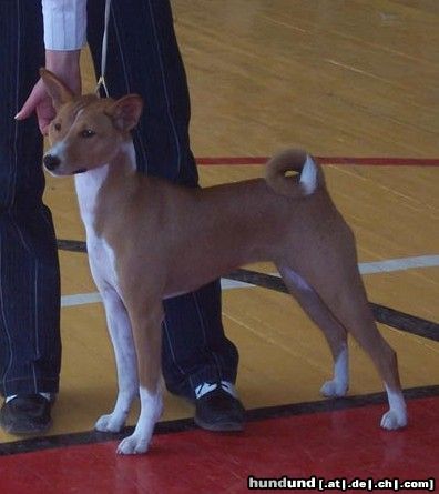 Basenji Old Legend´s Ava Tar - Bester Welpe Moskau