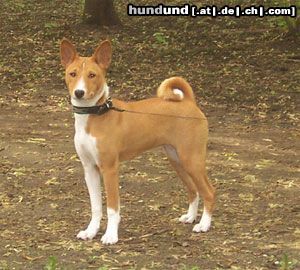 Basenji Old Legend´s Ava Tar - 5 Monate alt