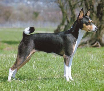 Basenji