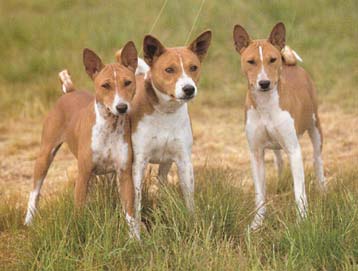 Basenji