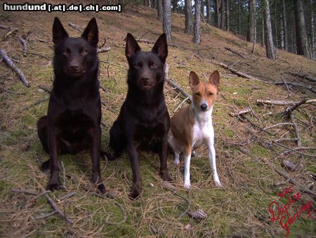 Basenji Bashyr, Ch. Guinam & Ch. Zia