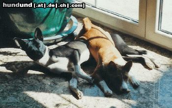 Basenji **Kuddelmuddel**