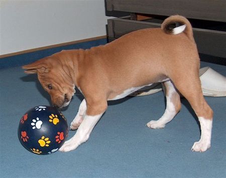 Basenji Chiku Hanacek 