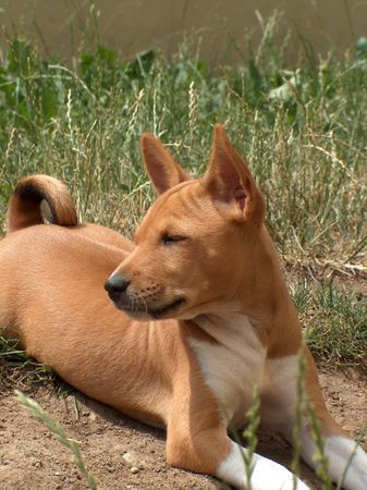 Basenji Chiku Hanacek 