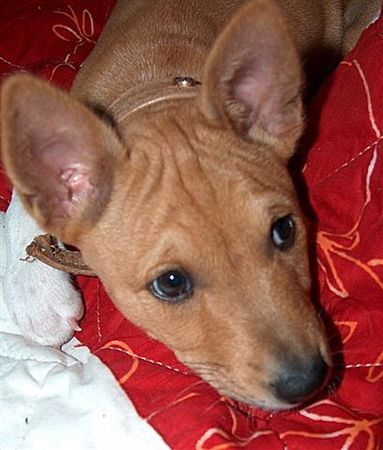 Basenji Chiku Hanacek 