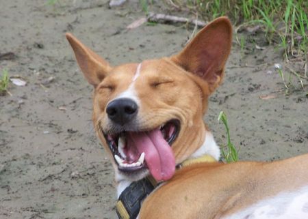 Basenji Affenhitze