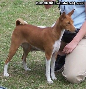 Basenji Old Legend´s Anima- Ehrenpreis von Steve :)