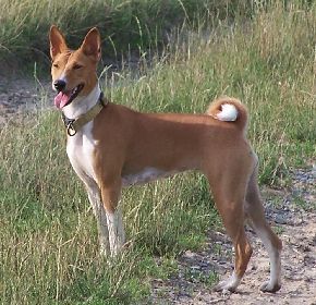 Basenji Old legends Anima mit fast 18 Monaten