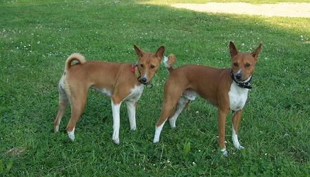 Basenji Cleo und Dondo