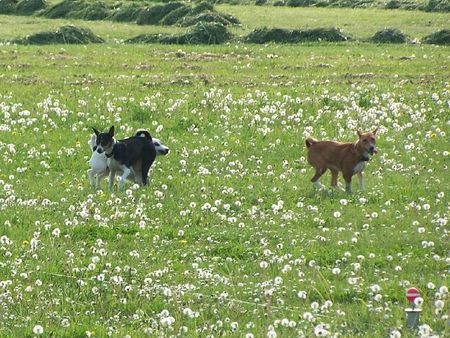 Basenji Coursingimpressionen