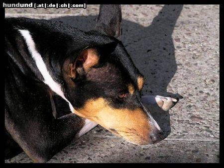 Basenji Brassica's Dolly Divine; unsere Dina