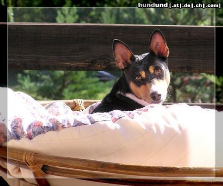 Basenji Unsere Dina