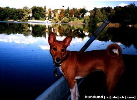 Basenji don't leave the boot