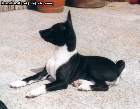 Basenji *Troja*