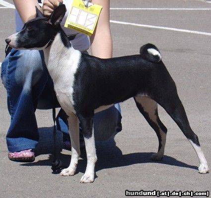 Basenji Gabriella-Etual Hanacek - Aragorns Tochter