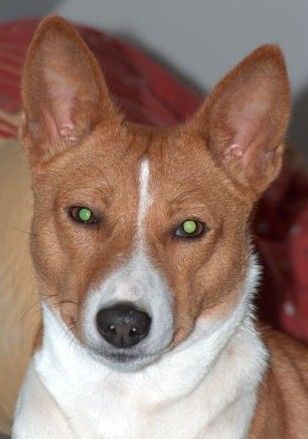 Basenji cheeese