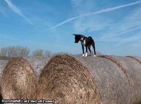 Basenji jetstream