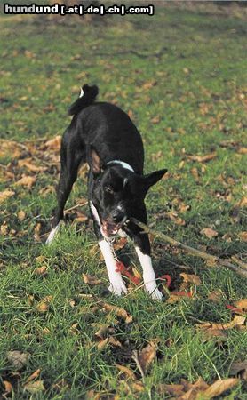 Basenji