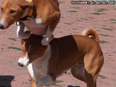 Basenji Überflieger