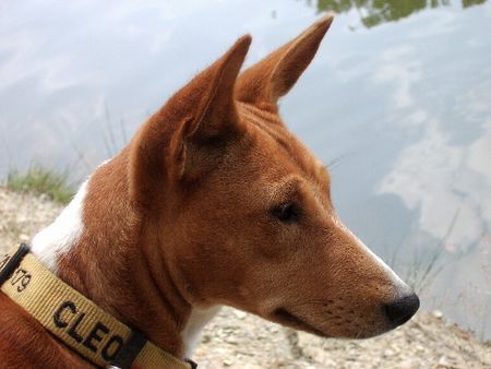 Basenji Verträumter Blick aufs Wasser