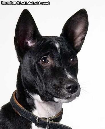 Basenji