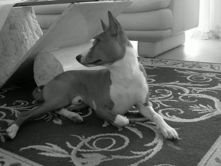 Basenji Murphy