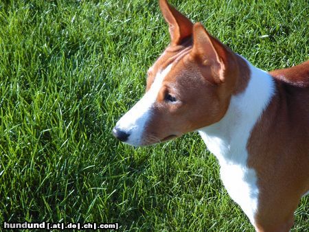 Basenji