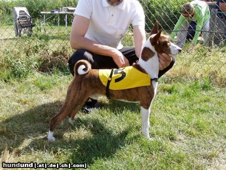 Basenji Das korrekte Gangwerk des Basenjis