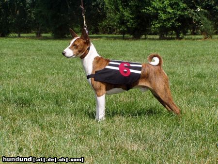 Basenji Bravo mit Renndecke