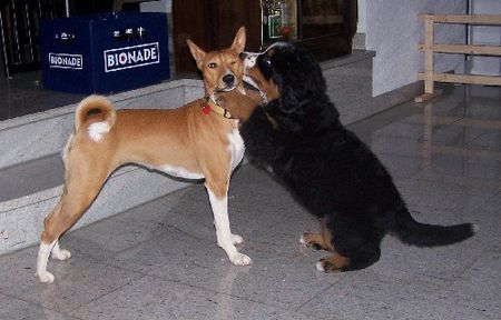 Basenji ich drück ein Auge zu bei dem Kleinen