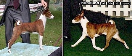 Basenji Das korrekte Gangwerk des Basenjis