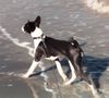 Basenji Hund