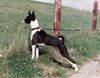 Basenji Hund