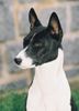 Basenji Hund