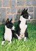 Basenji Hund