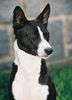 Basenji Hund