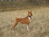 Basenji Hund