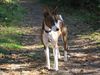 Basenji Hund