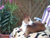 Basenji Hund